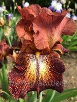 Iris Paprika Fono's